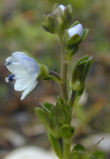 Sivun Veronica serpyllifolia subsp. serpyllifolia kuva