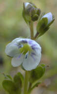 Image of thymeleaf speedwell