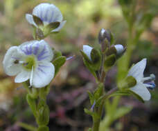 Image of thymeleaf speedwell