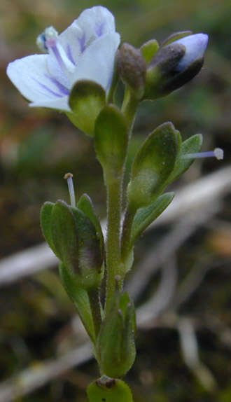 Image of thymeleaf speedwell