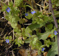 Image of common speedwell