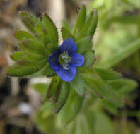 Image of common speedwell