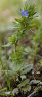 Image of common speedwell