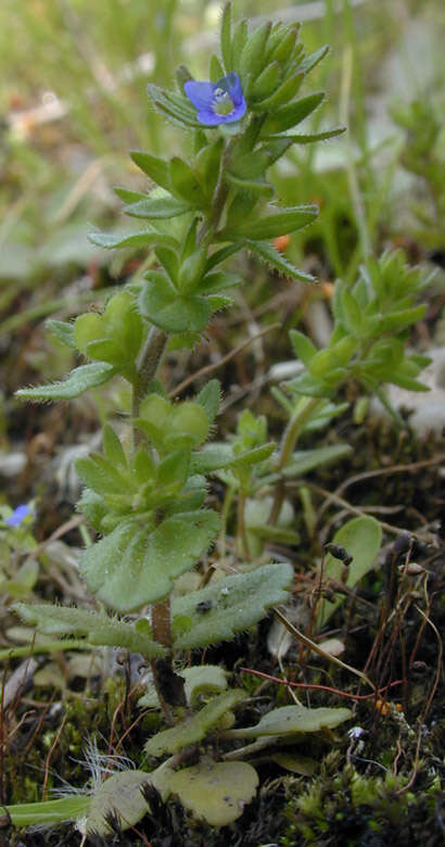 Image of common speedwell