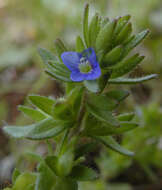 Image of common speedwell