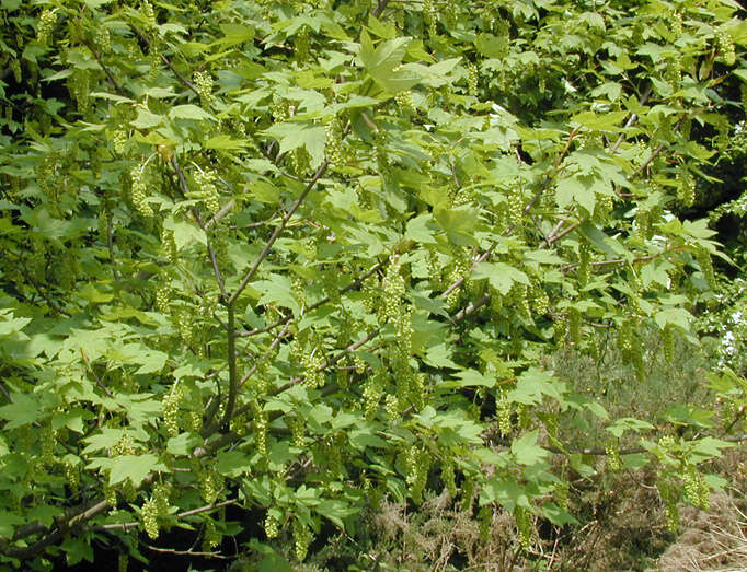 Image of sycamore maple