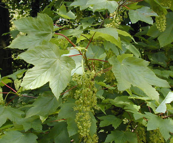 Image of sycamore maple