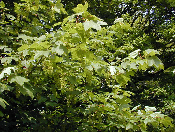 Image of sycamore maple