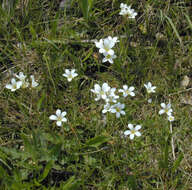 Image of Meadow Saxifrage