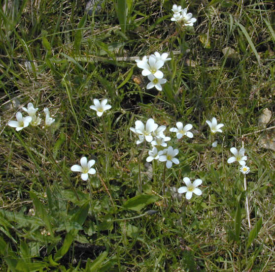 Plancia ëd Saxifraga granulata L.