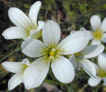 Plancia ëd Saxifraga granulata L.