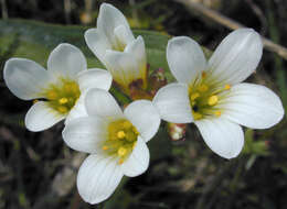 Image of Meadow Saxifrage