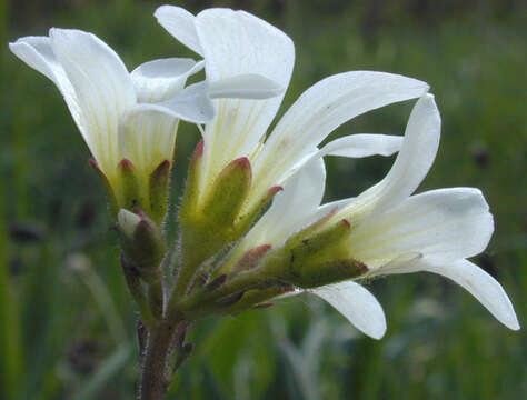 Image of Meadow Saxifrage