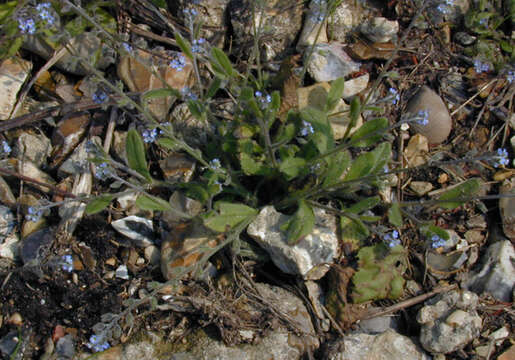 Image of Early Forget-me-not