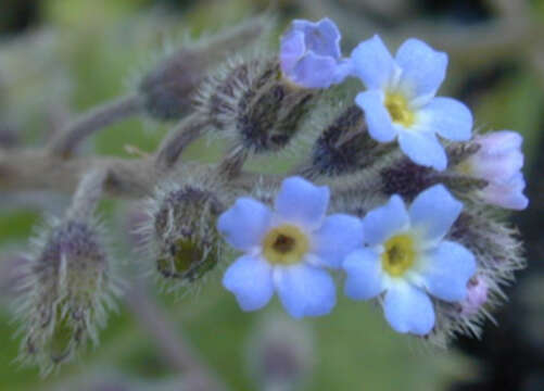 Image of Early Forget-me-not