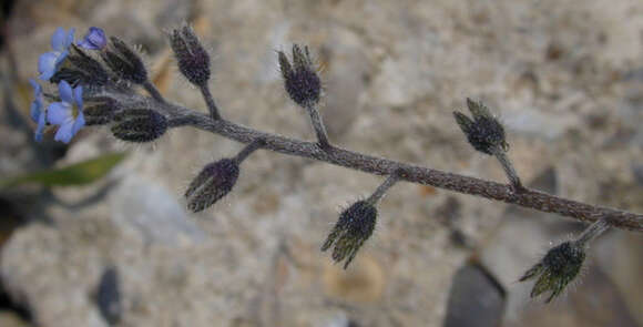 Image of Early Forget-me-not