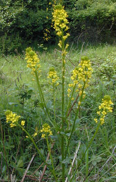 Image of winter-cress, yellow rocket