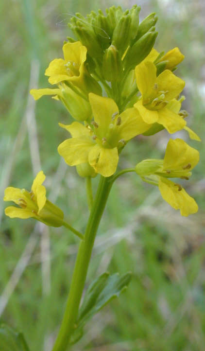 Image of winter-cress, yellow rocket