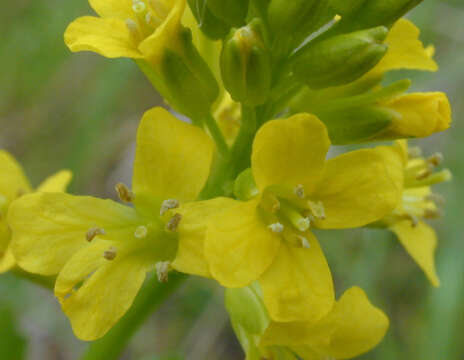 Image of winter-cress, yellow rocket