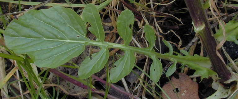 Image of winter-cress, yellow rocket