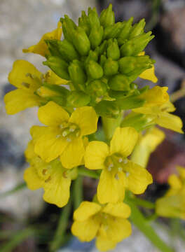 Image of winter-cress, yellow rocket