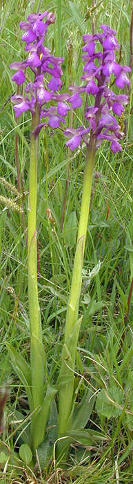 Image of Green-winged Orchid