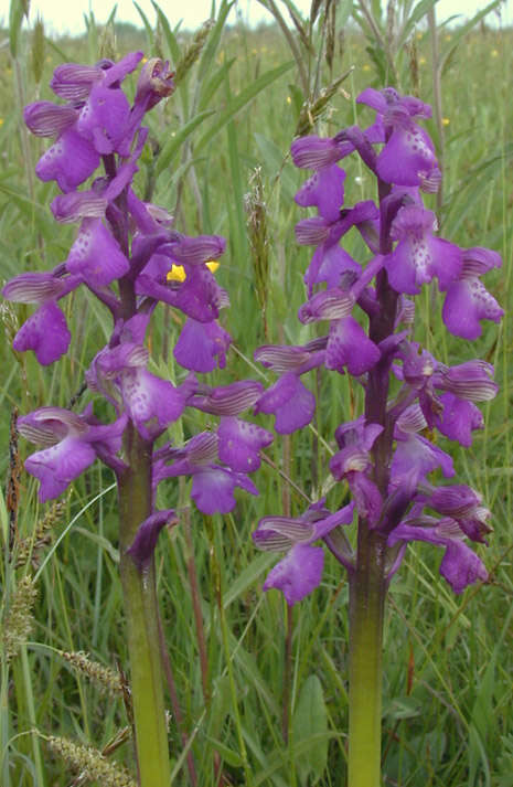 Image of Green-winged Orchid