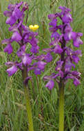 Image of Green-winged Orchid