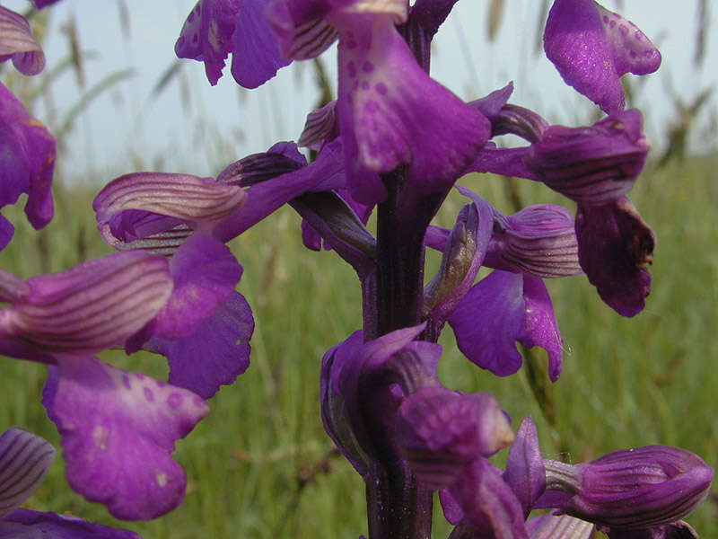 Image of Green-winged Orchid