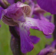 Image of Green-winged Orchid