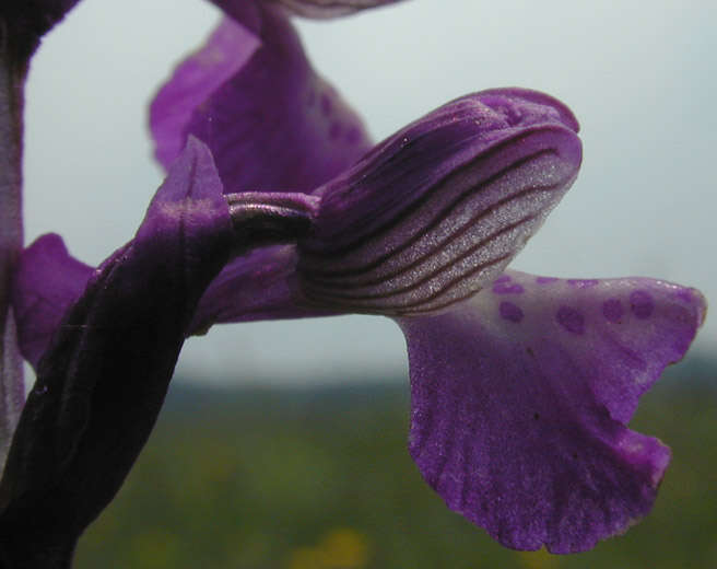 Image of Green-winged Orchid