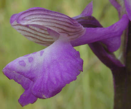 Image of Green-winged Orchid