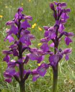 Image of Green-winged Orchid