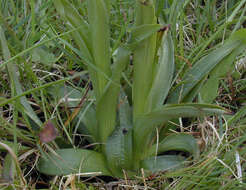 Image of Green-winged Orchid