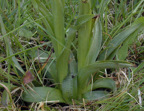 Image of Green-winged Orchid