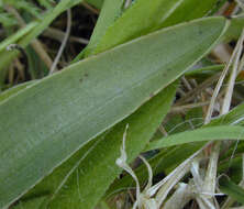 Image of Green-winged Orchid