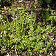 Image of thymeleaf speedwell