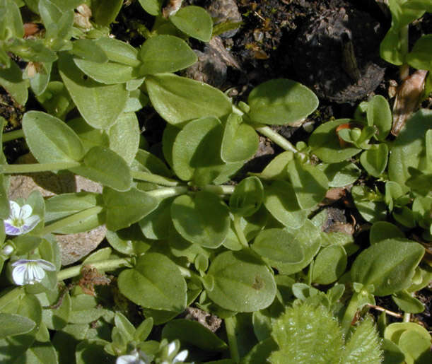 Image of thymeleaf speedwell