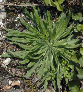 Image of blueweed