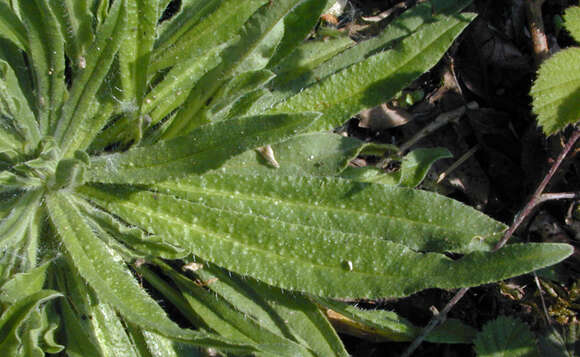 Image of blueweed