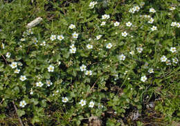 Image of woodland strawberry