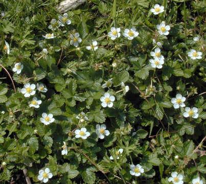 Image of woodland strawberry