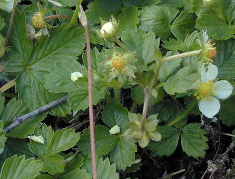 Image de Fraisier des bois