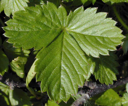 Image de Fraisier des bois