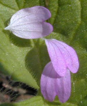 Image of dovefoot geranium