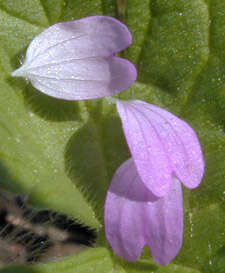 Image of dovefoot geranium