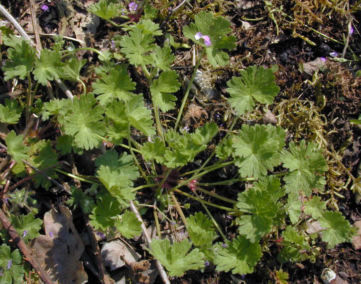 Image of dovefoot geranium