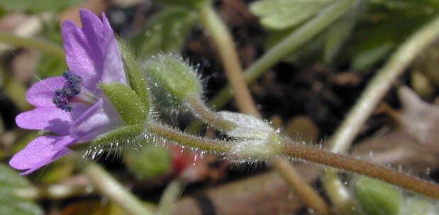 Image of dovefoot geranium