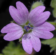 Image of dovefoot geranium