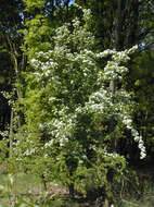 Image of Common Hawthorn